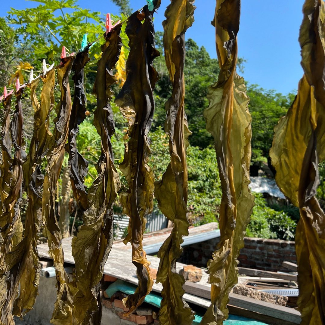 Dried Kelp / Kombu / Seaweed / Sea Grass l 自曬海帶 / 昆布 / 紫菜 / 海草